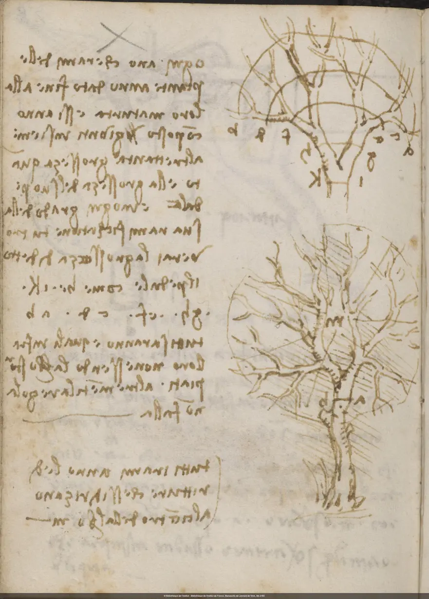 Leonardo da Vinci's notebook sketches of tree branching patterns, with handwritten notes in mirror script